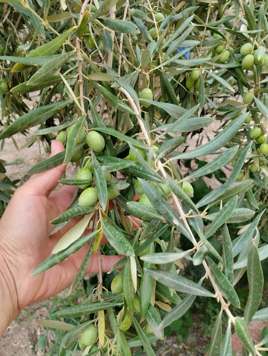 Gador - Inceputul...